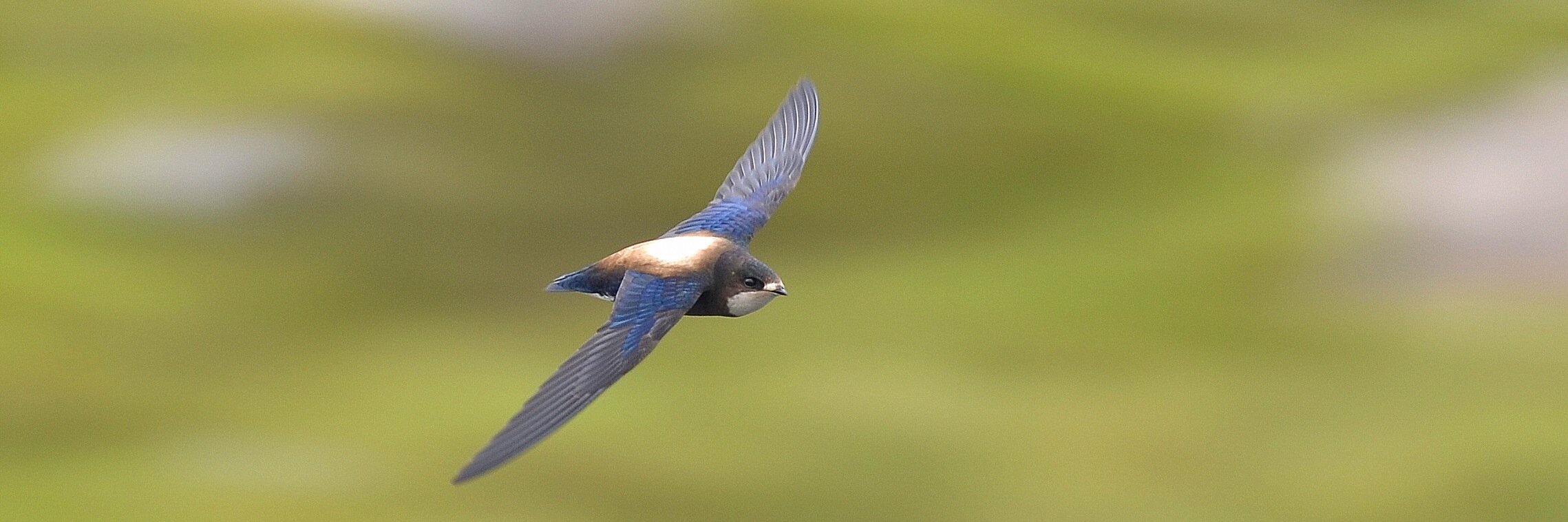 Chris_Birding's profile banner image