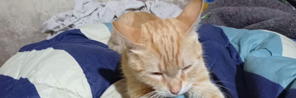 bm0y banner