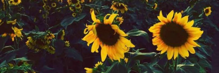 toneislame's profile banner image
