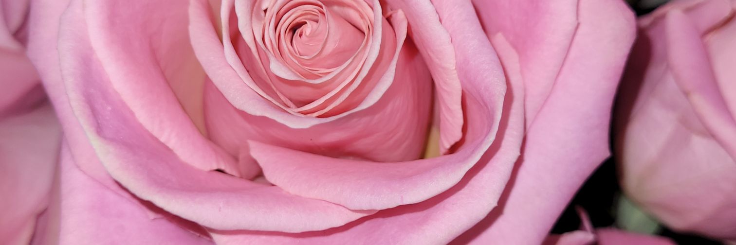 flowerrssssssss's profile banner image