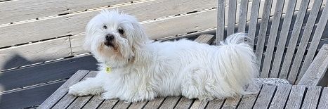 Albert Lecube banner