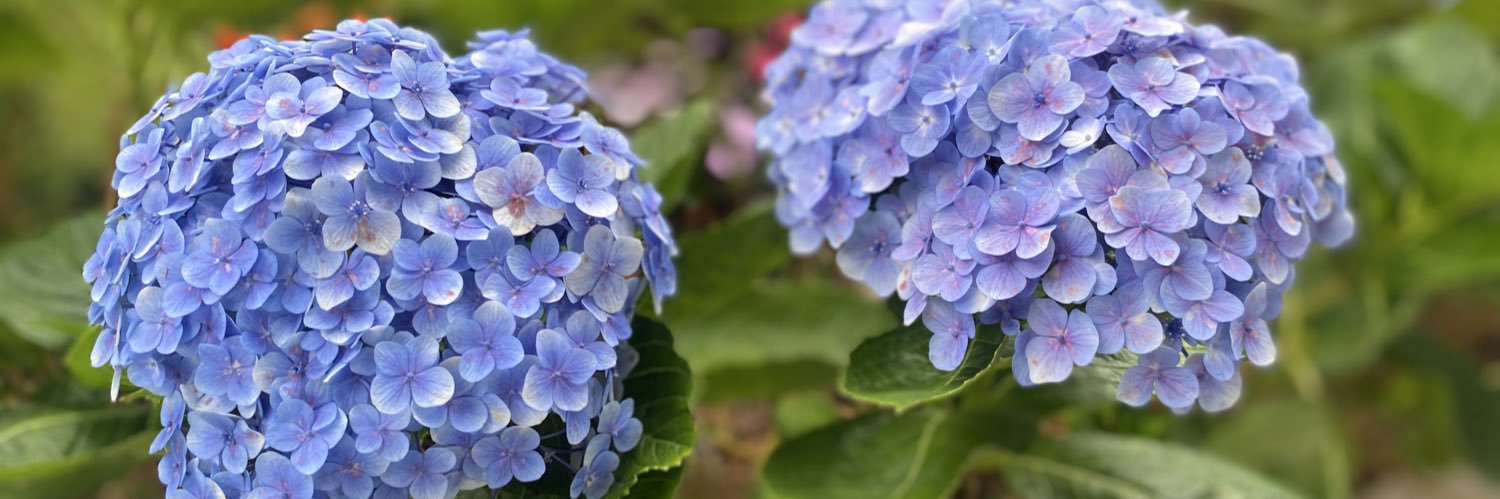 Nevermjnd_890 banner