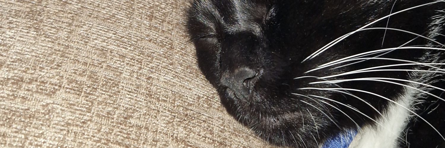 Amyboland17's profile banner image