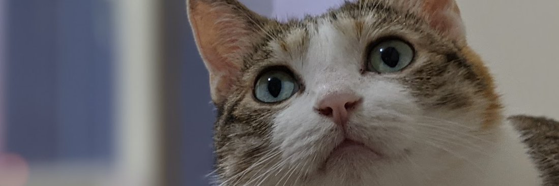 mattwang44's profile banner image