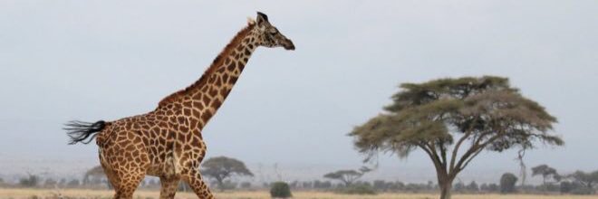 Gregg The Giraffe banner