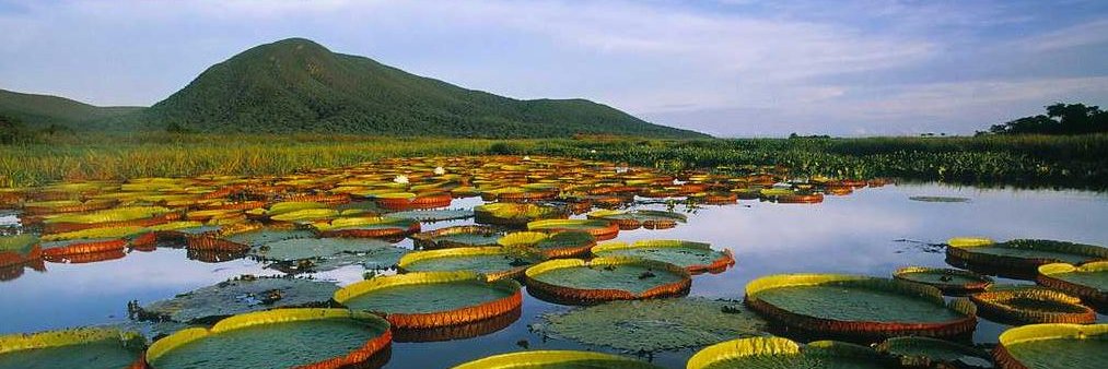 Memeando_andoMX banner