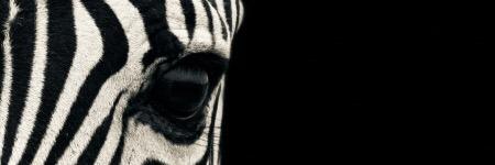 _zebrure's profile banner image