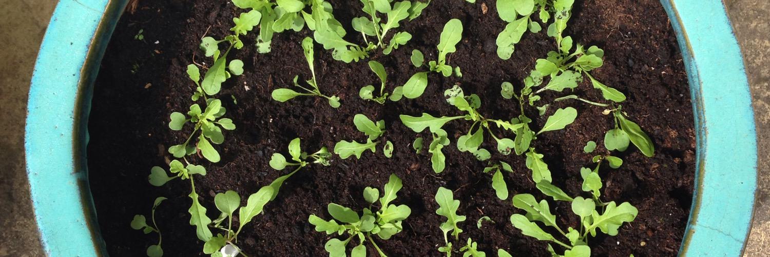 Georgina Taylor banner