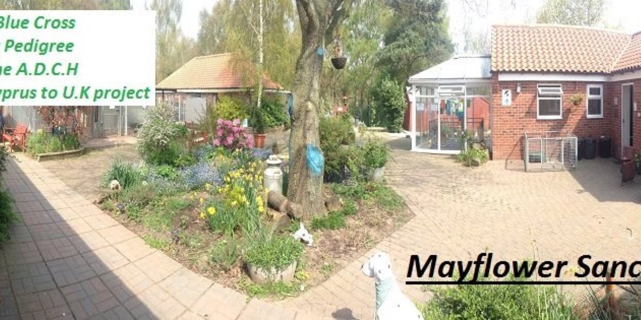 MayflowerAnimal's profile banner image