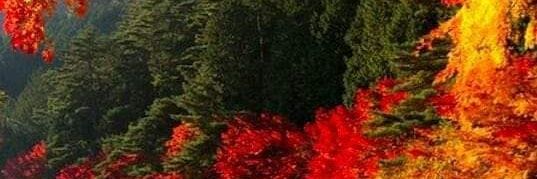 Steve Beesley banner