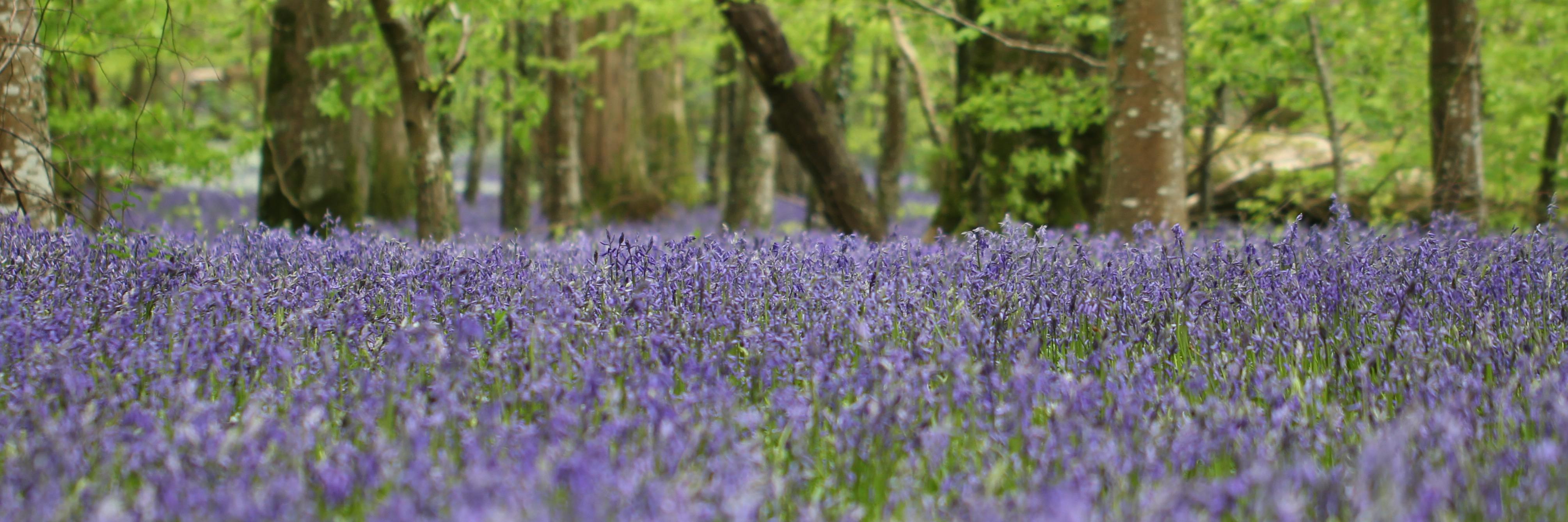 _Wild_Britain's profile banner image