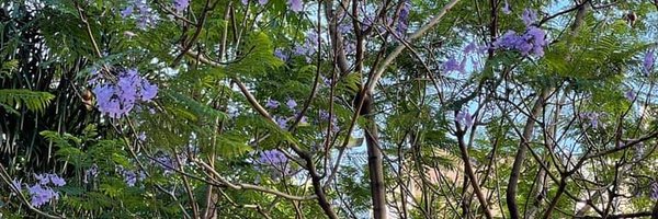 NeuroeticaBA Profile Banner