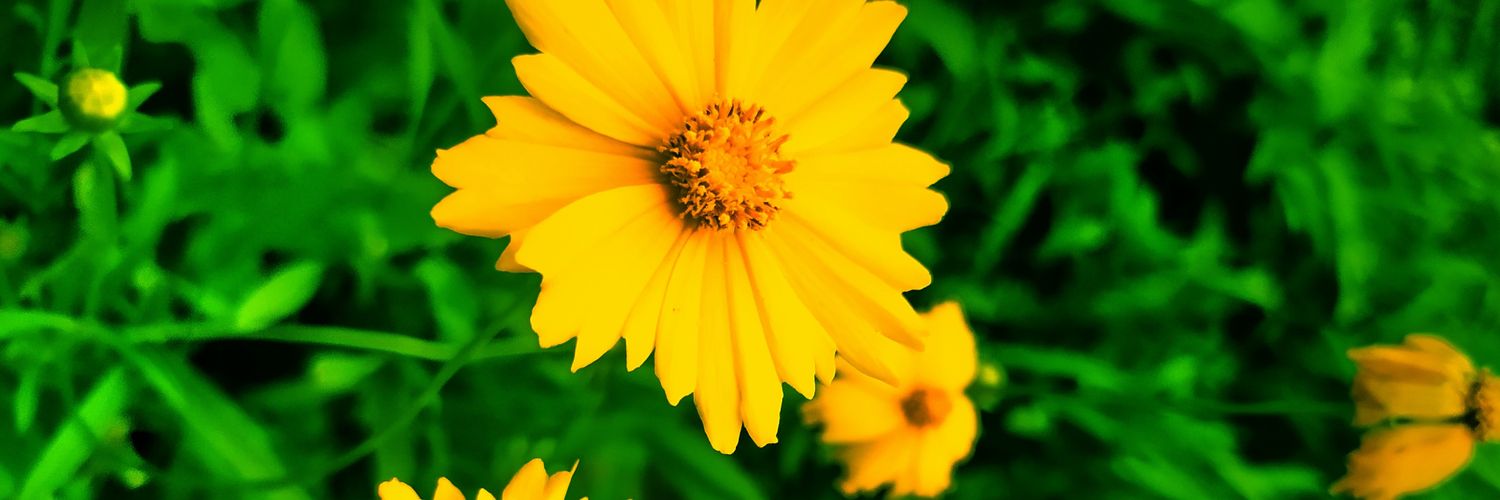 SimonBuszea's profile banner image