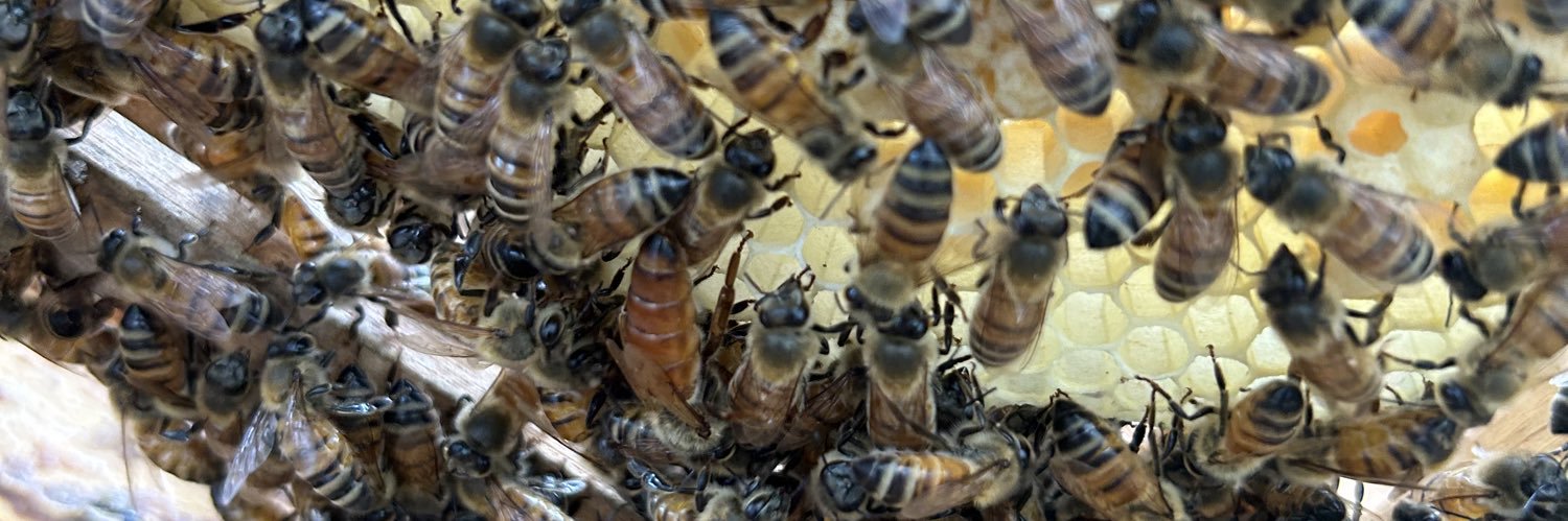 Bees have 2 genders banner