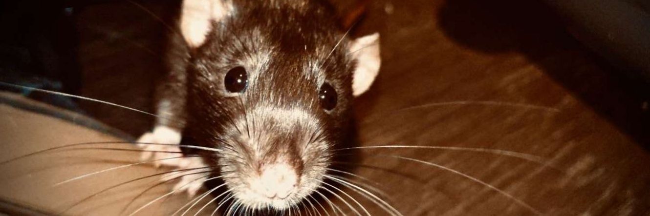 Jordan Addison banner