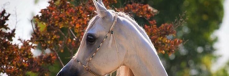 R112GR's profile banner image