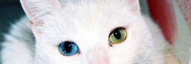 Laurant_Fate's profile banner image