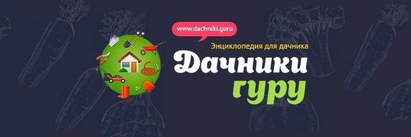 DachnikiGuru's profile banner image
