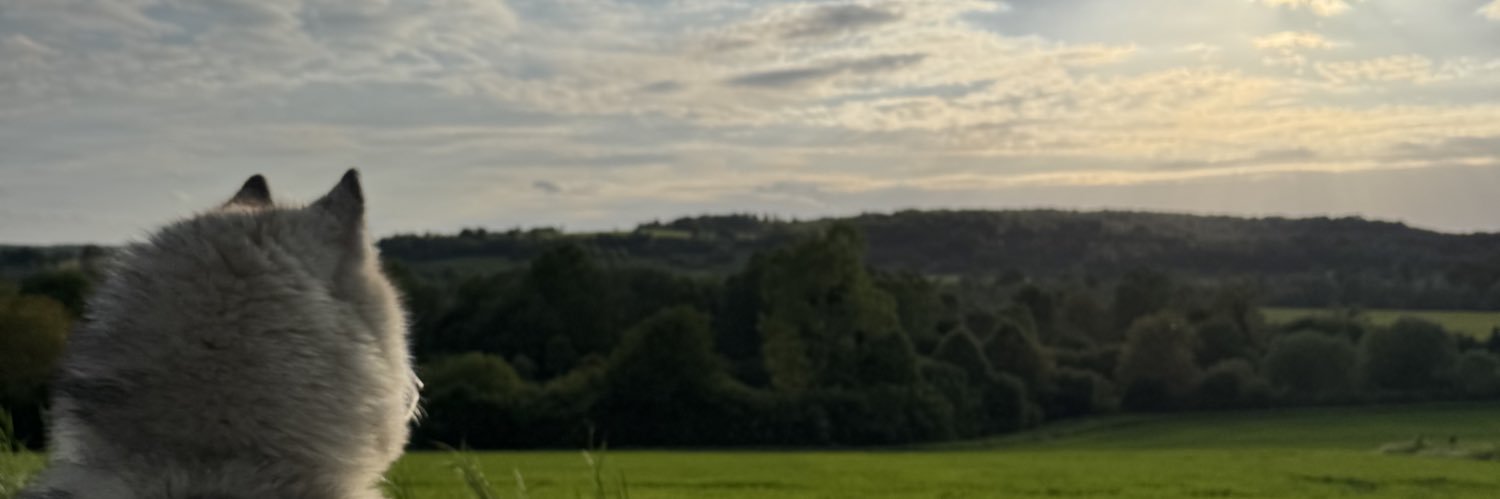coco_lethellier's profile banner image
