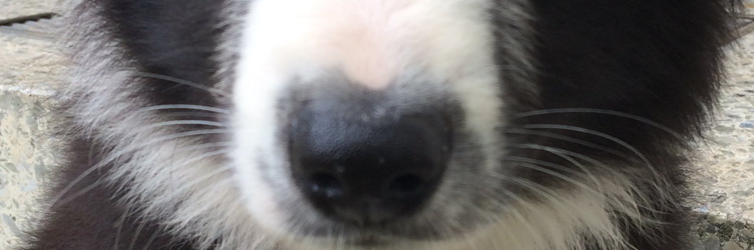 bushwickisbeautiful banner