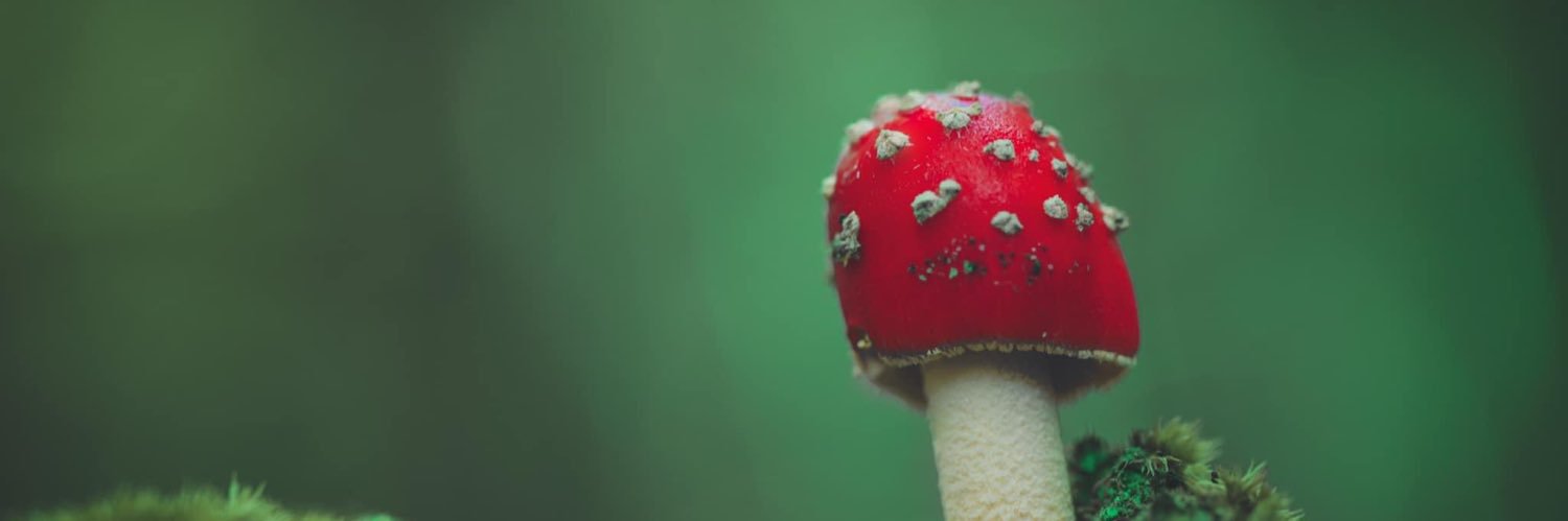 SarahSarusREX's profile banner image