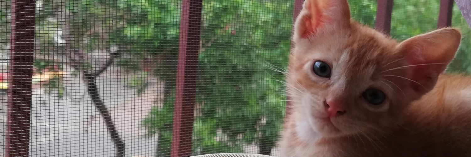 Sofii_Nieves's profile banner image