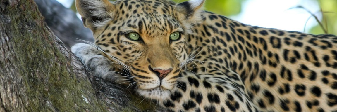 PerfectAfrica's profile banner image