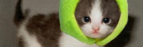 KekCult's profile banner image
