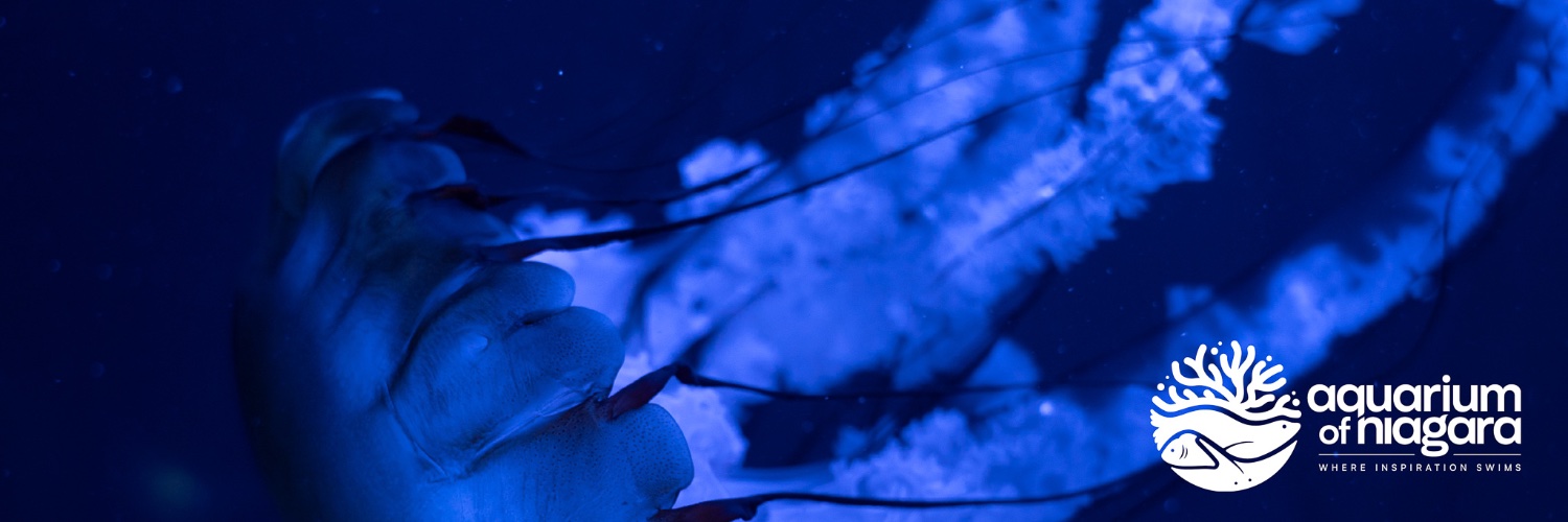 AqNiagara's profile banner image