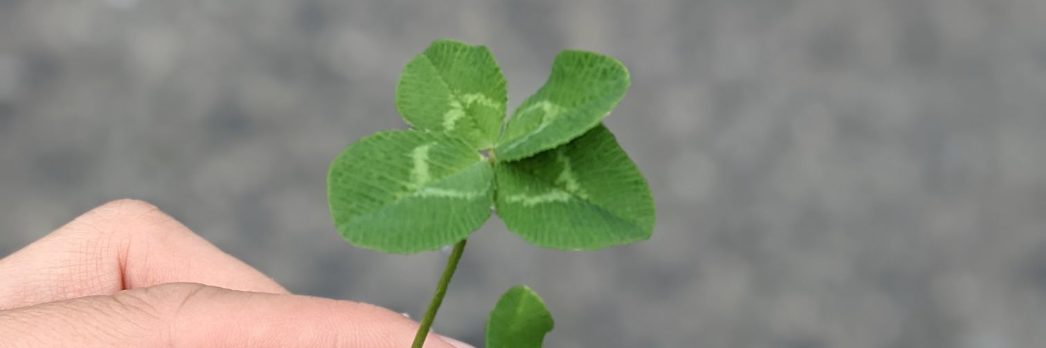 koikota's profile banner image