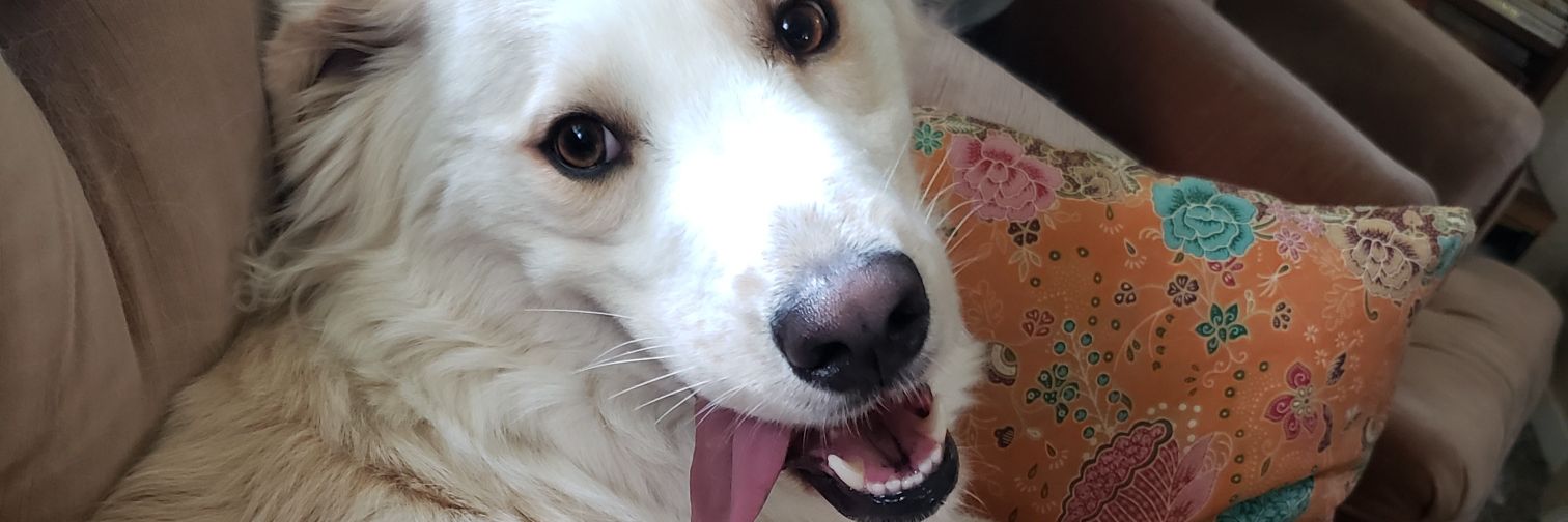 counterfeitinglife banner