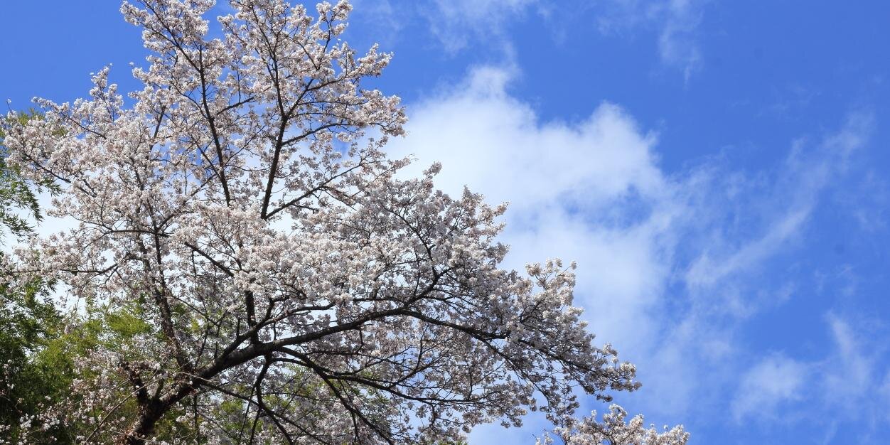 f_osho's profile banner image