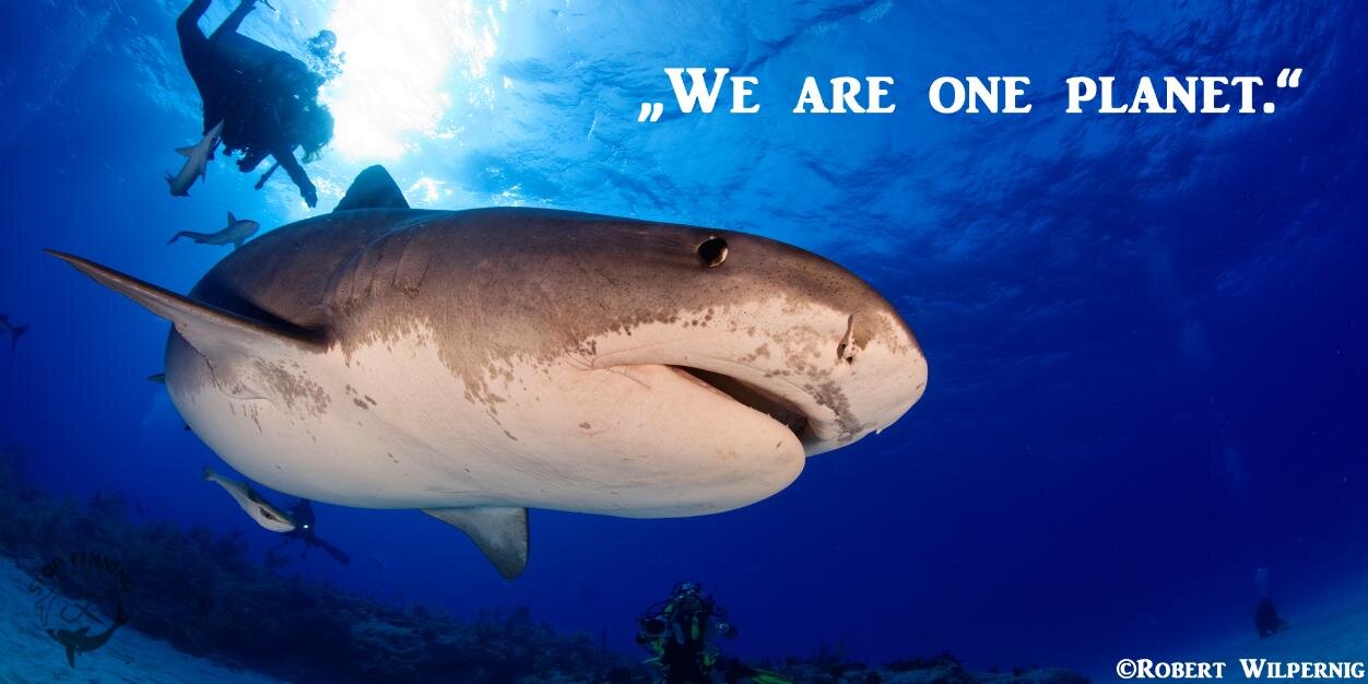 StopFinningDE's profile banner image
