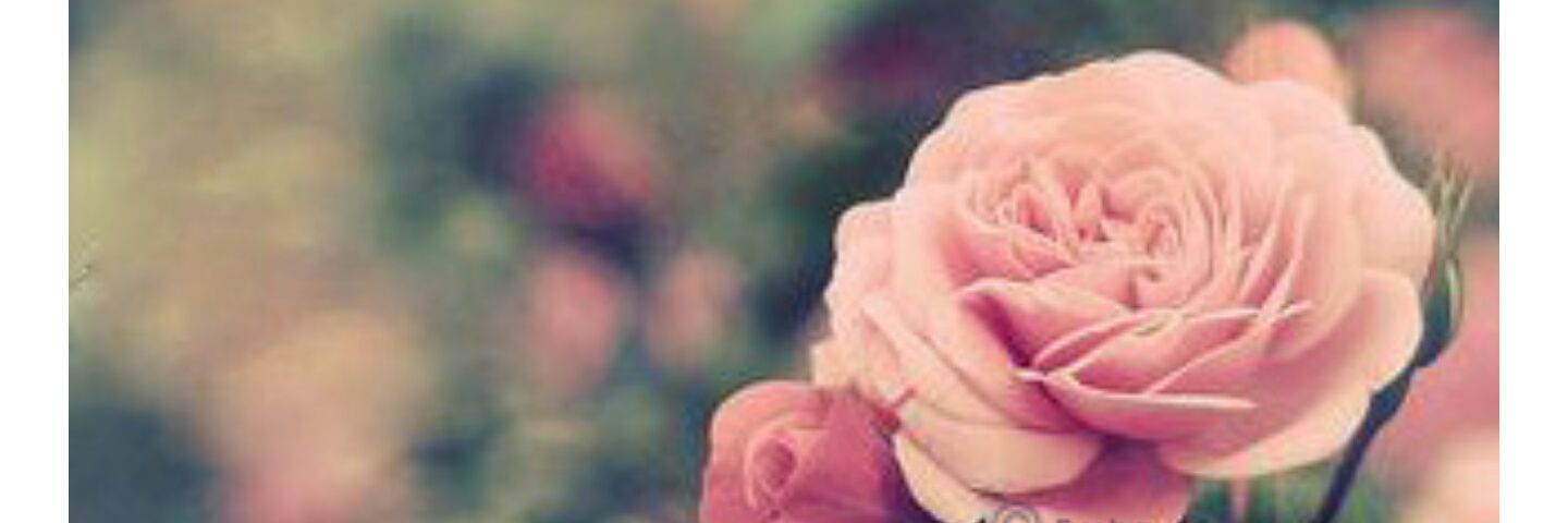 assma1439's profile banner image