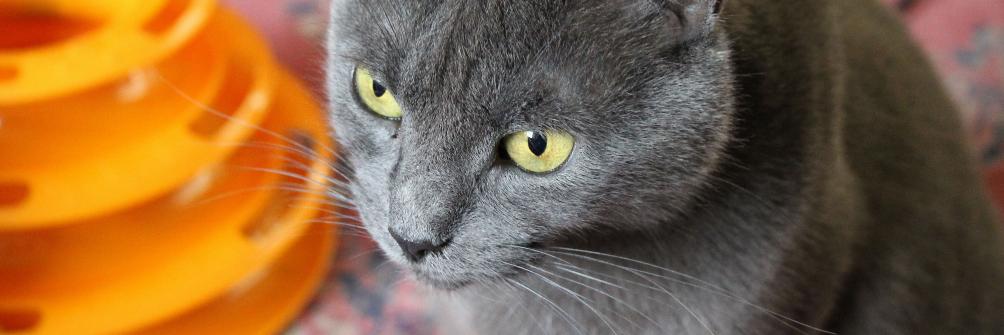 Tashia65's profile banner image
