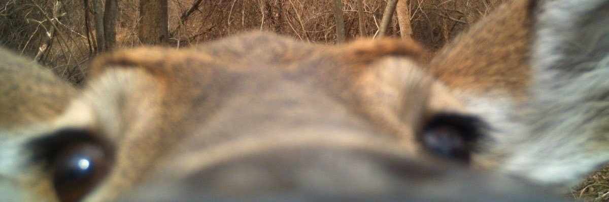 ronaldocrz's profile banner image