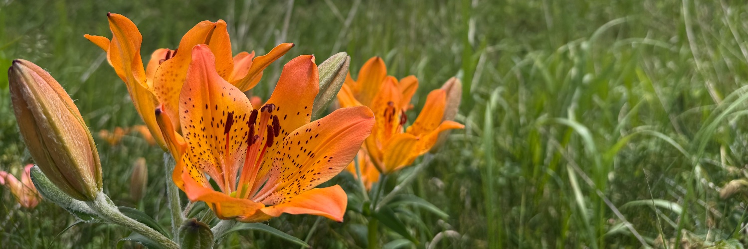 Microb_Ecology's profile banner image
