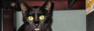 bunzie_max's profile banner image