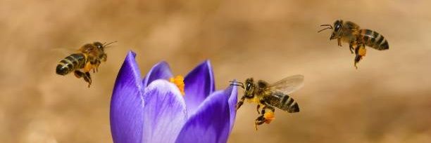 Bee Swarm banner