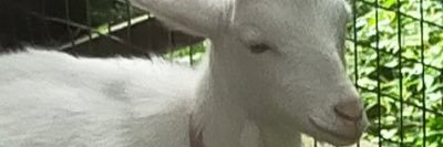 hardsheep's profile banner image