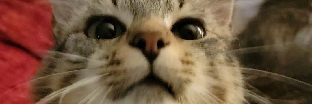 skeleton fan account banner