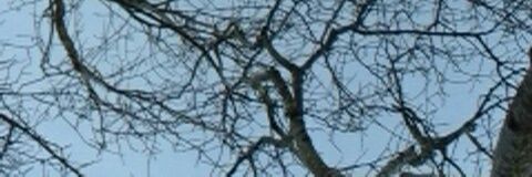 sausagedogs4's profile banner image