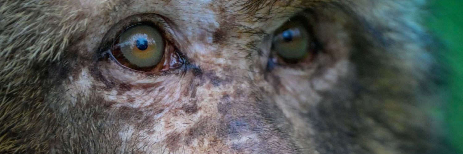 Trentham Monkey Forest banner