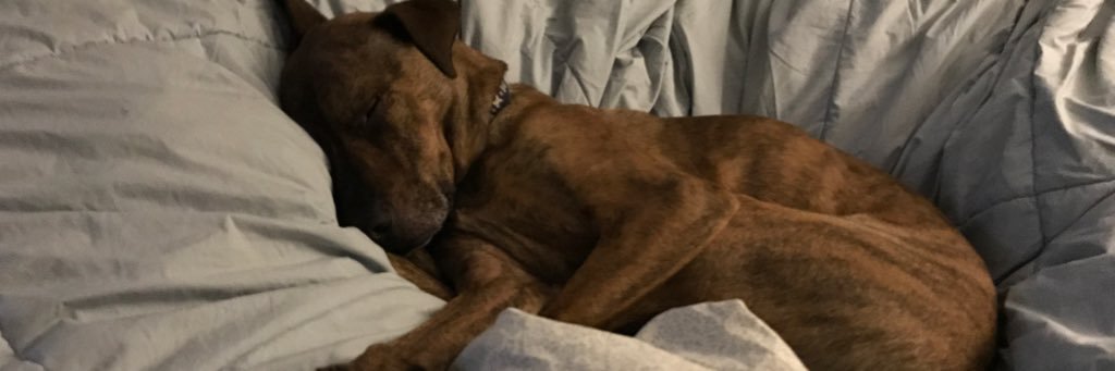 baddog's profile banner image