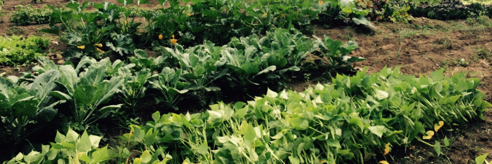 caveadsum's profile banner image
