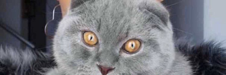 OliverKween's profile banner image