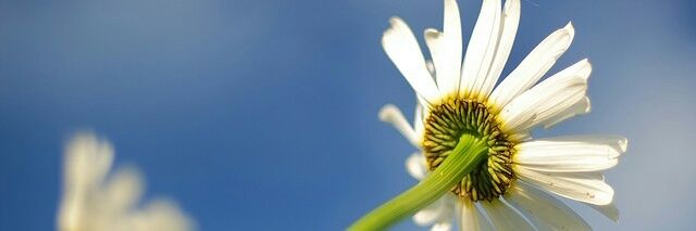 MumIsGreen's profile banner image