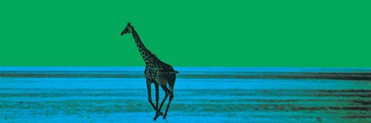 jackson🏳️‍🌈🍂 banner