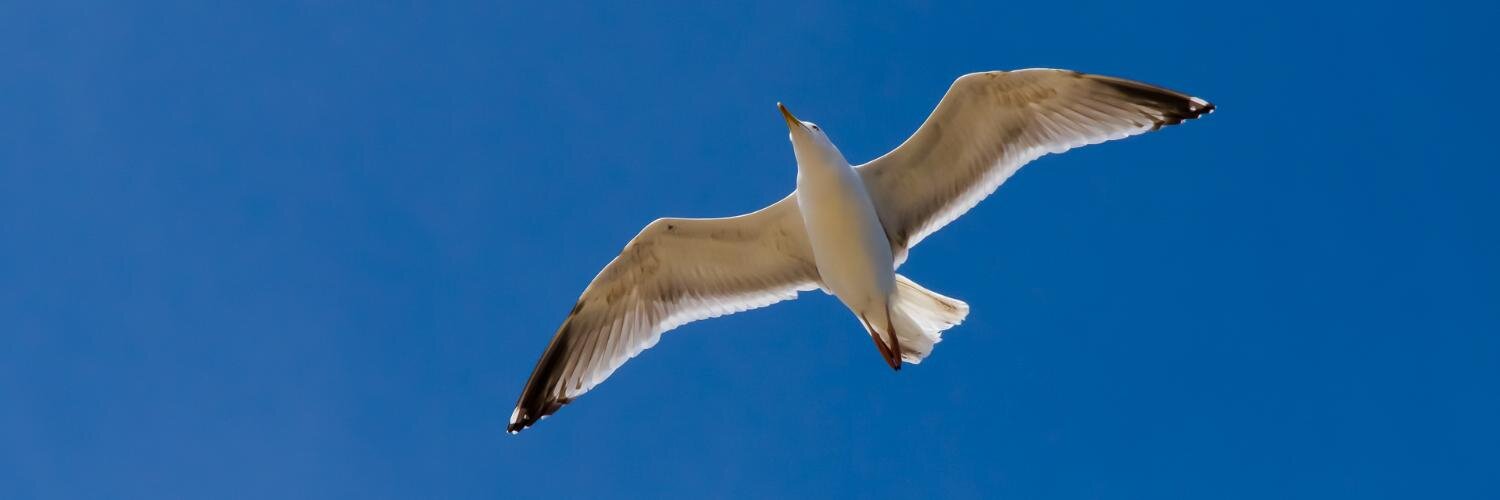 bartsokol's profile banner image