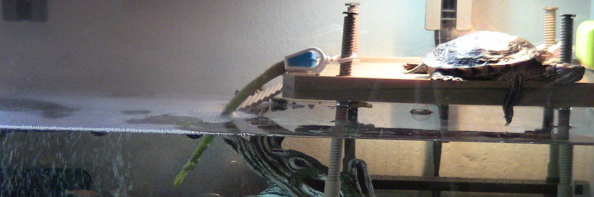 TurtleTVShelly's profile banner image